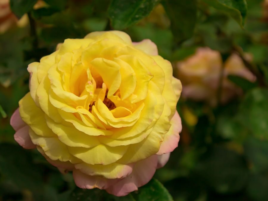 Rosa Híbrida de Té 'Peace'