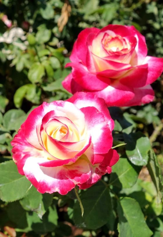 Rosa Híbrida de Té 'Double Delight'