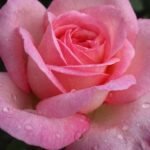 Rosa híbrida de Té 'Queen Elizabeth'