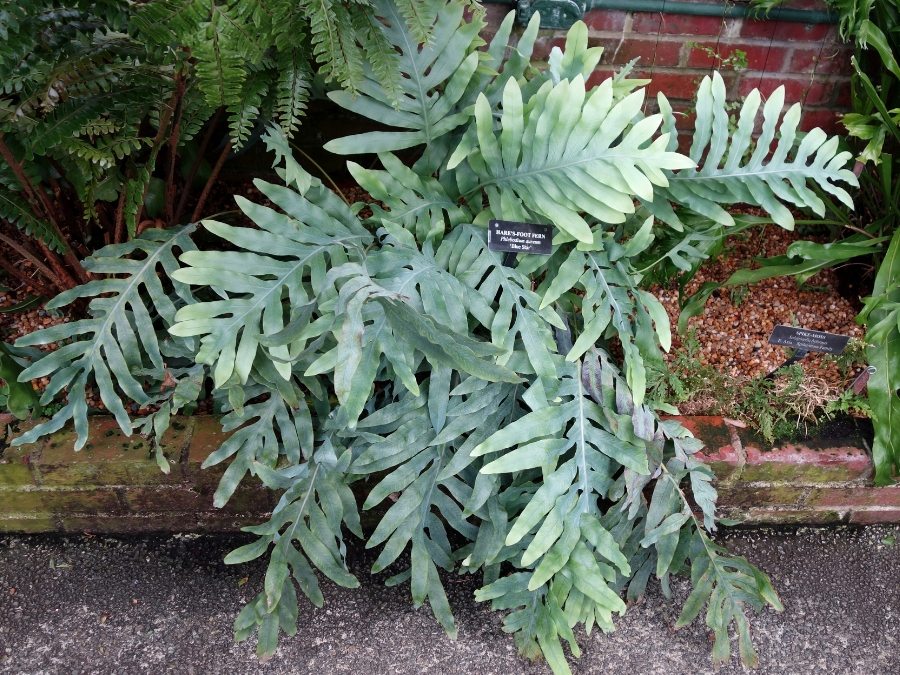 Helecho Azul 'Blue Star' - Phlebodium aureum