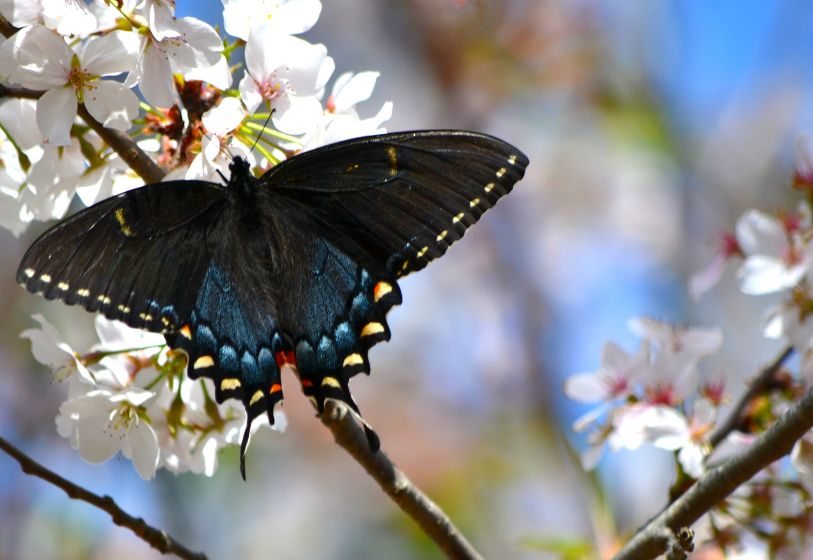 Borboleta em Cerezo