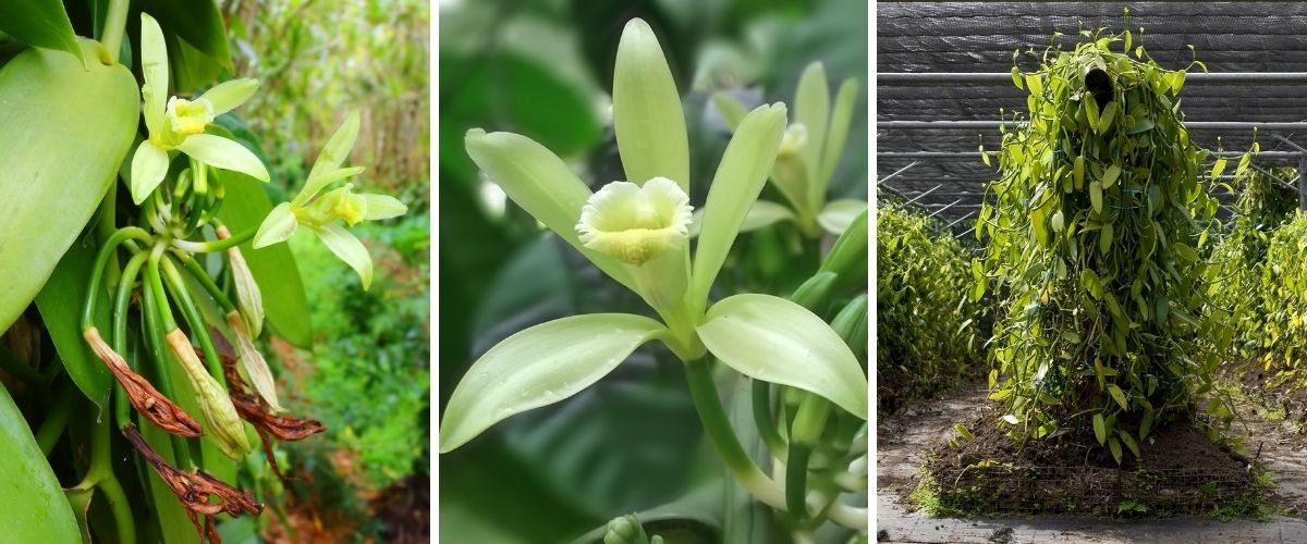 Orquídea Baunilla - vanilla sp