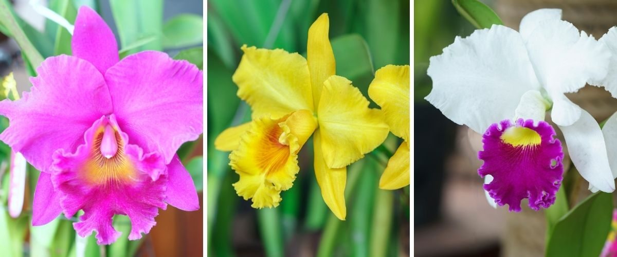 Cattleya labiata