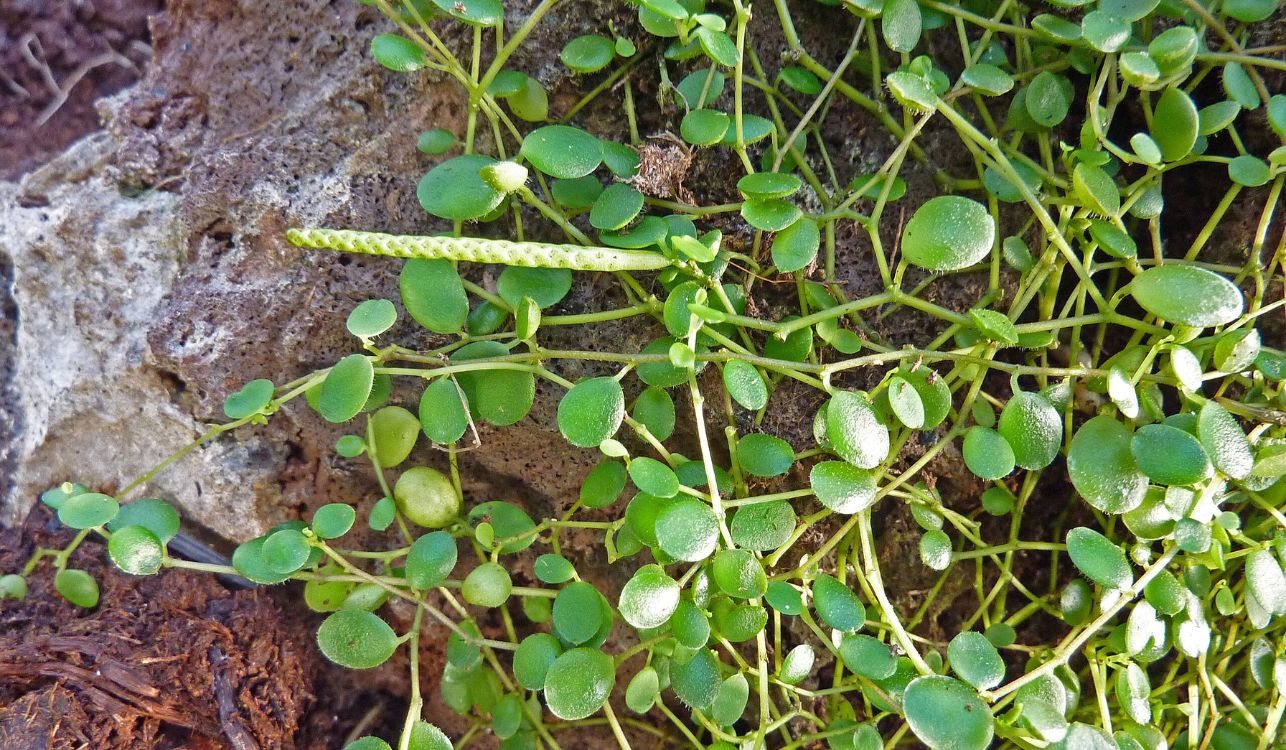 Berrito Caminante - Peperomia rotundifolia