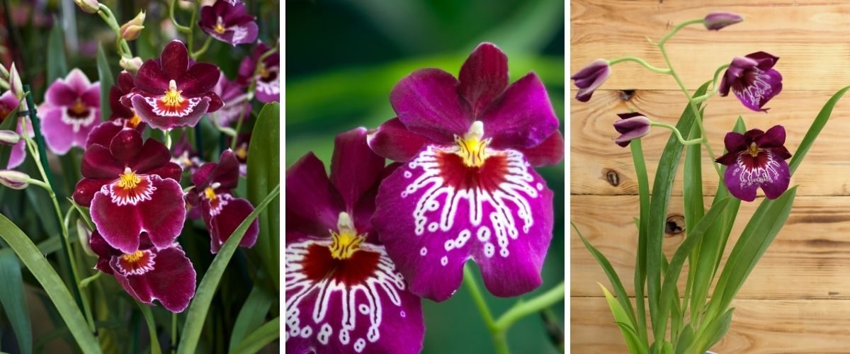 Orquídea-amor-perfeito - Miltoniopsis sp