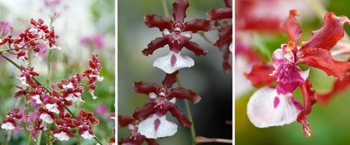 Orquídea Chocolate - Oncidium 'Sharry Baby'