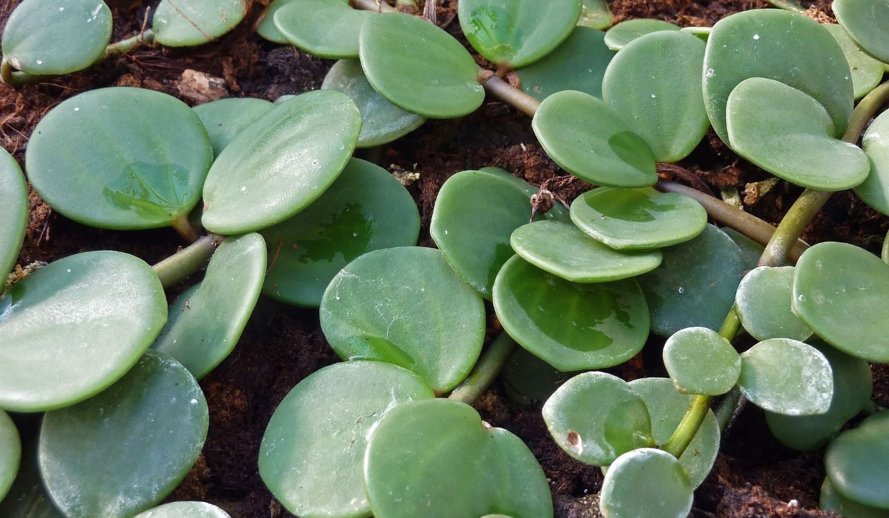 Berrito Caminante - Peperomia rotundifolia