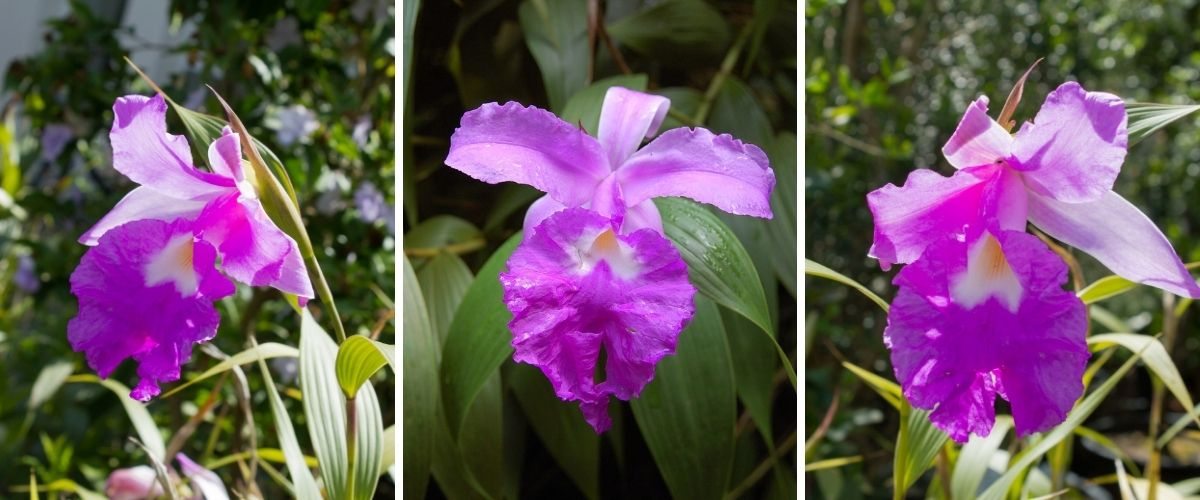 Sobralia - Sobralia macrantha