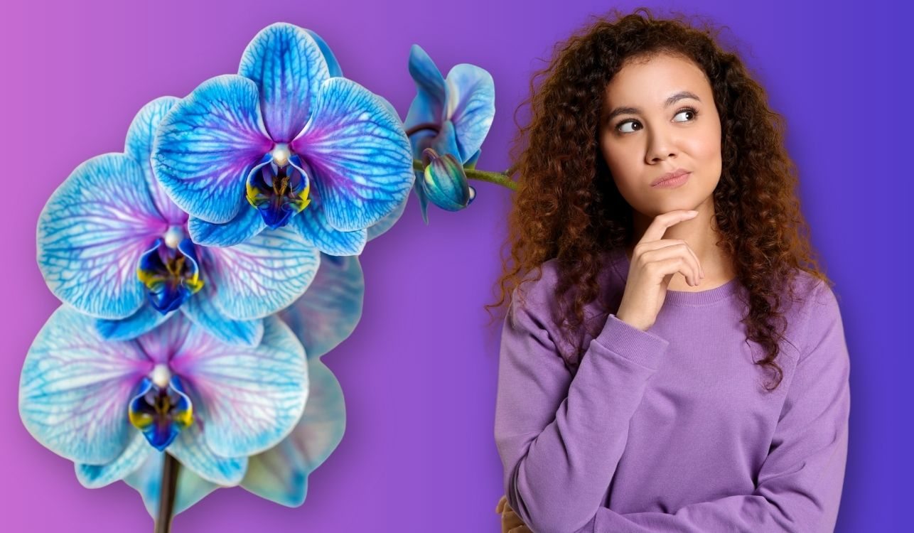 Mujer pensando en los tipos de orquídeas con falenopsis al fondo