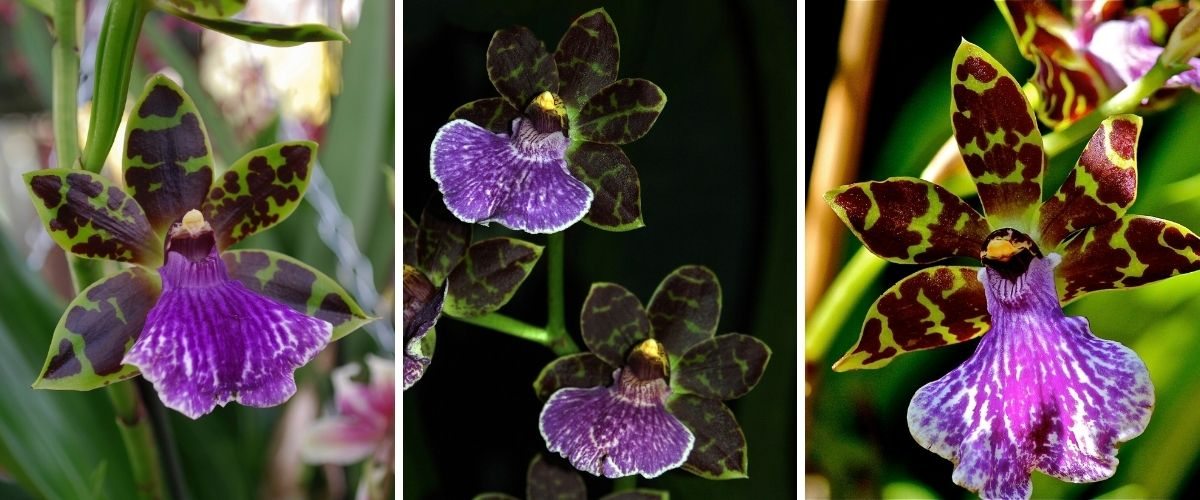 Zygopetalum maculatum