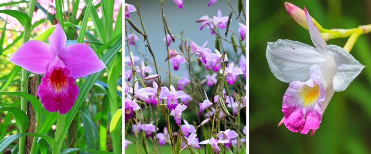 Orquídea-bambú - Arundina