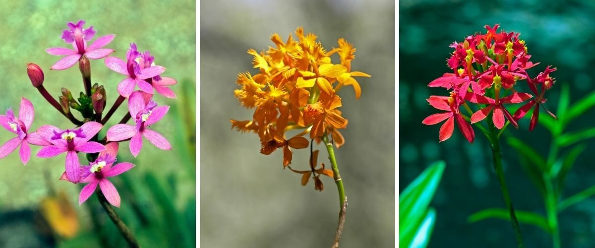 Orquídea-da-praia - Epidendrum fulgens