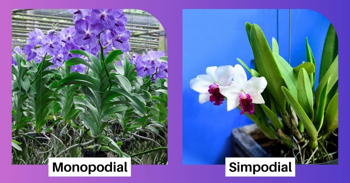 tipos de orquídea monopodial y simpodial