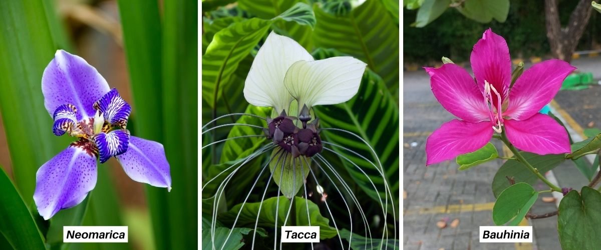 Neomarica Tacca y Bahuinia