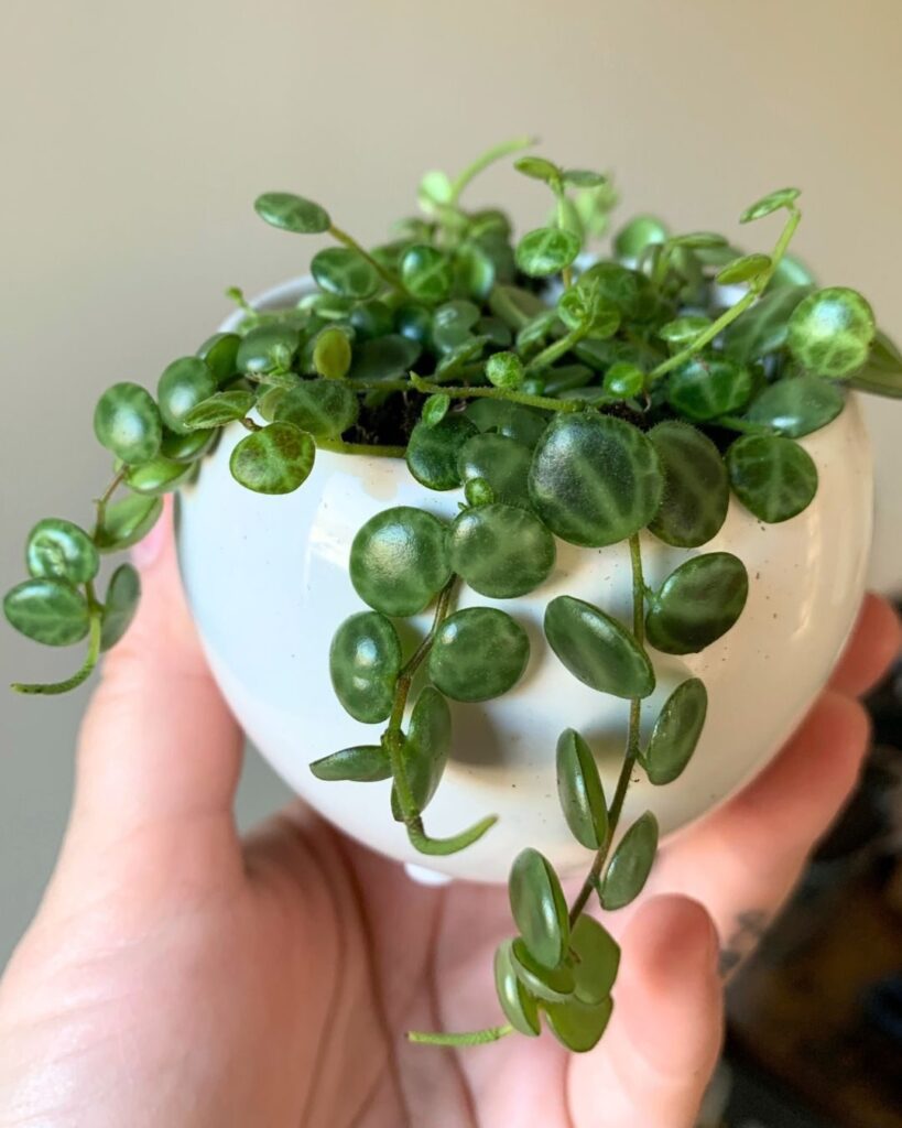 collar de tortugas, cadena de tortugas o berrito caminante - Peperomia prostrata