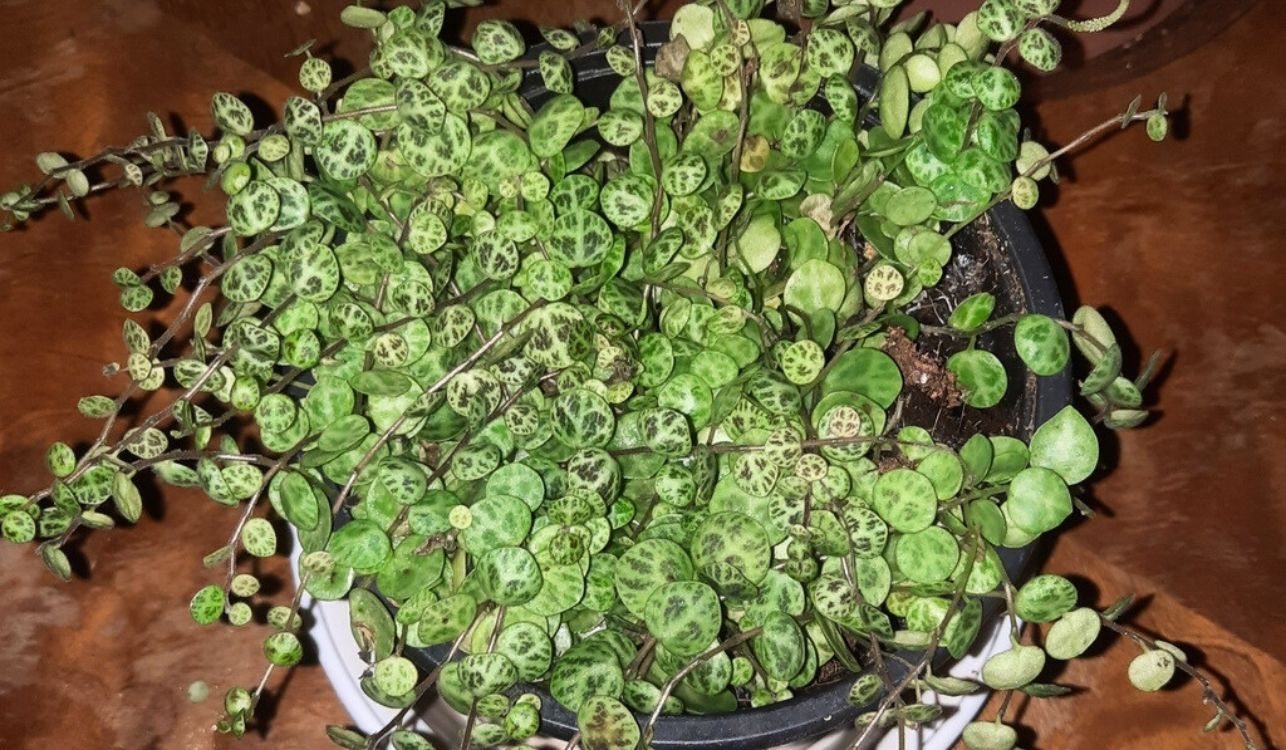 Collar de Tortuga - Peperomia prostrata