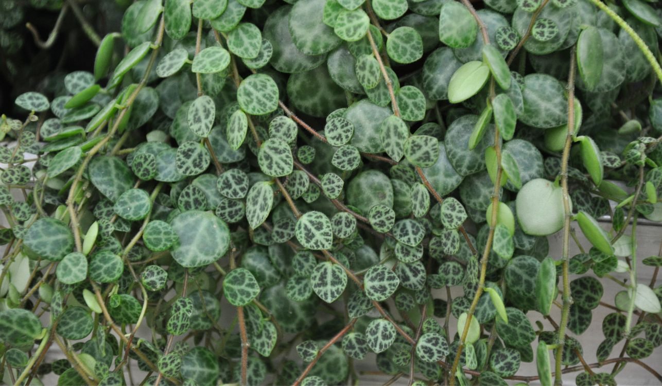 Collar de Tortuga - Peperomia prostrata