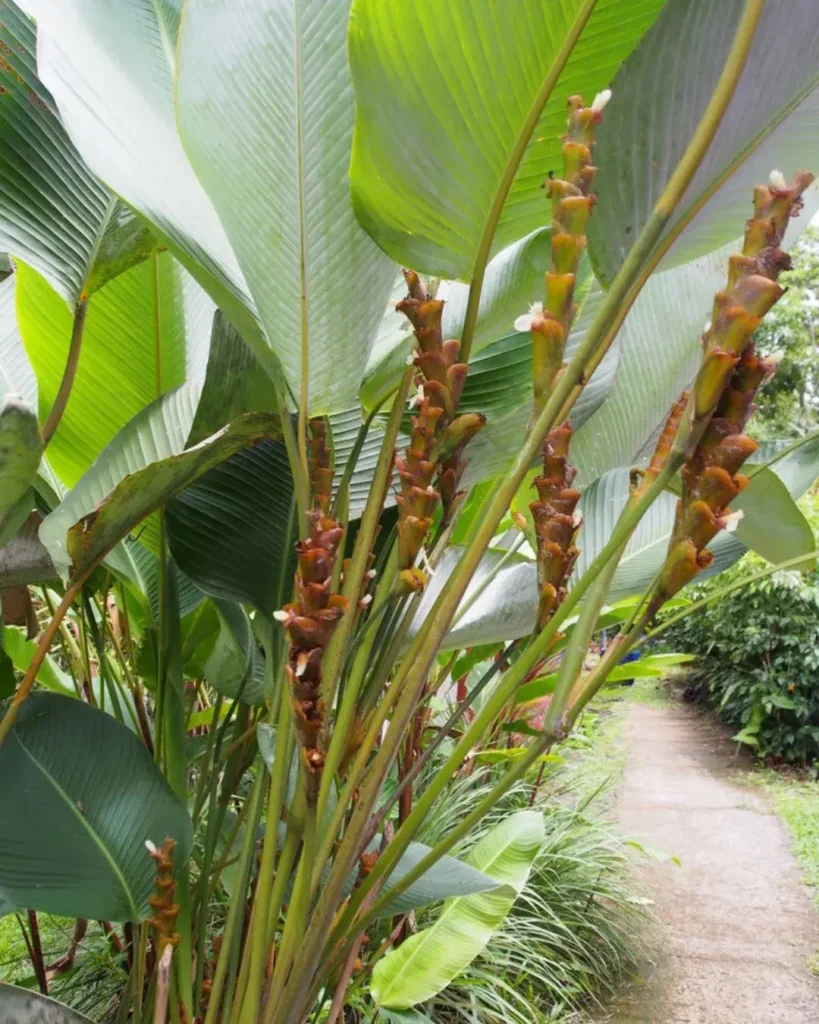 Calathea lutea