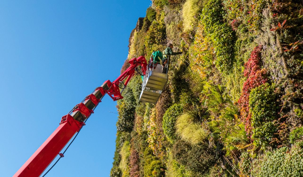 Jardinero suspendido en la grúa para el mantenimiento de jardín vertical.