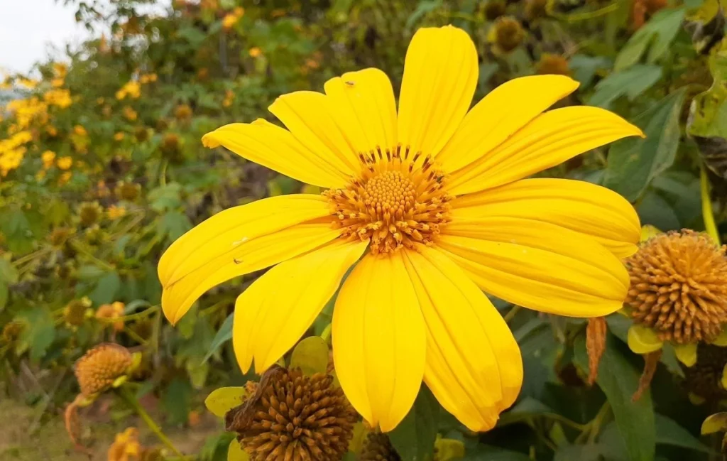 Tithonia diversifolia