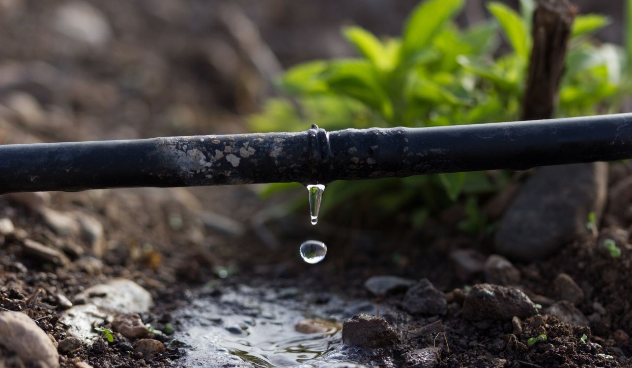 La irrigación del jardín vertical se realiza preferentemente por goteo, llevando la cantidad exacta de agua donde la planta más lo necesita, sin desperdicio.