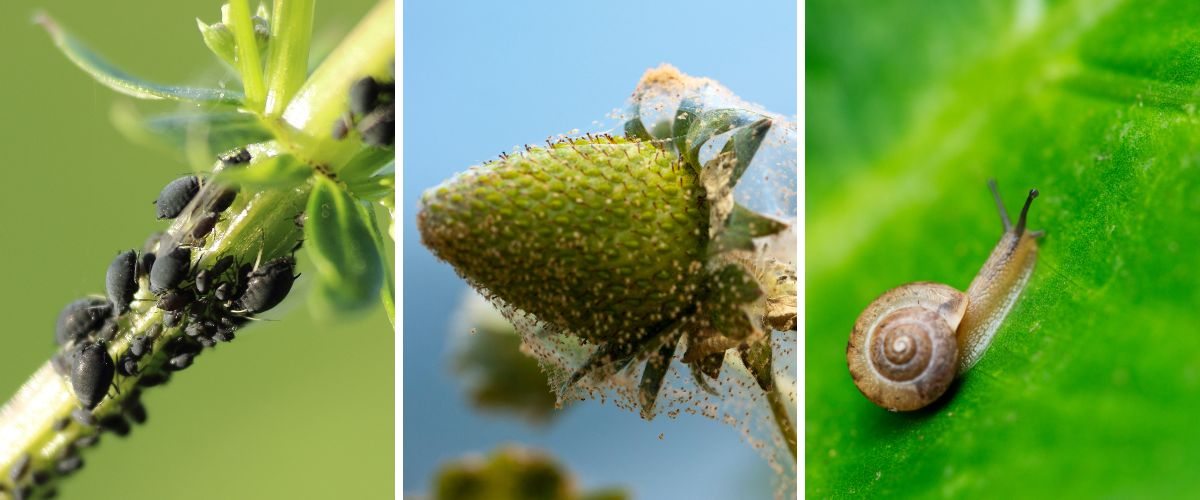 Plagas como pulgón negro, ácaros y caracoles pueden infestar el jardín vertical.