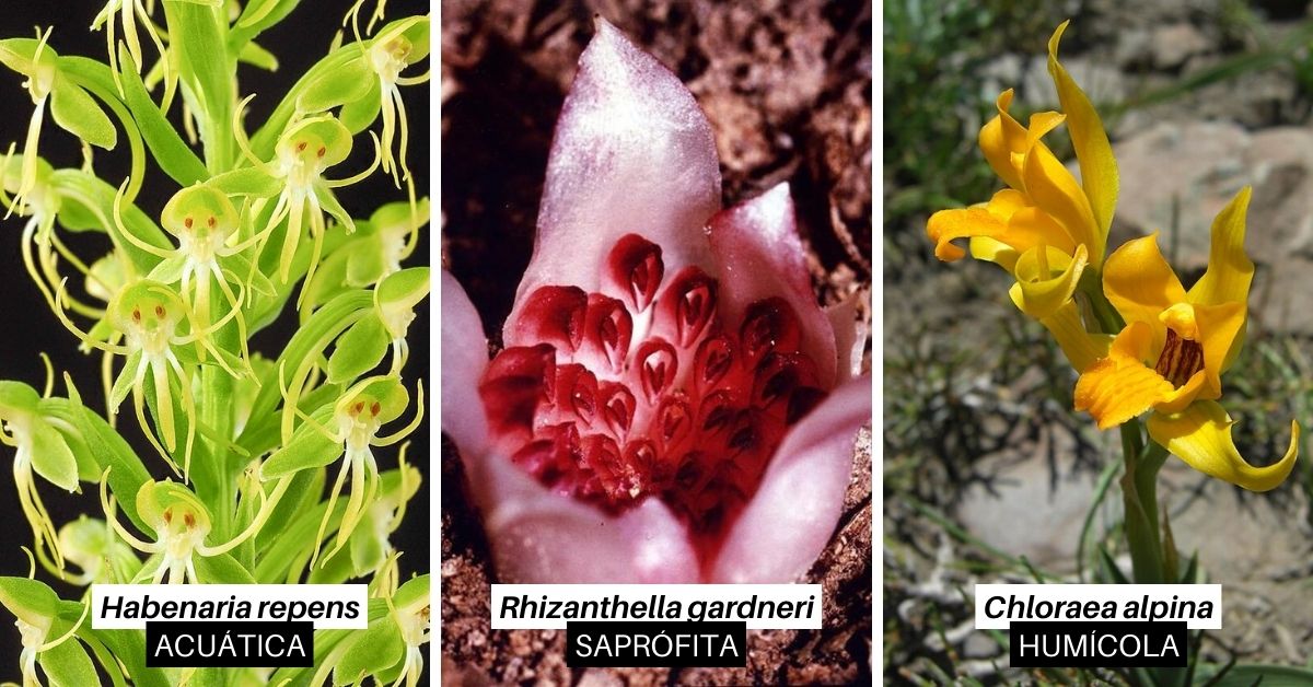 Acuáticas, Saprófitas e Humícolas - Tipos de Orquídeas