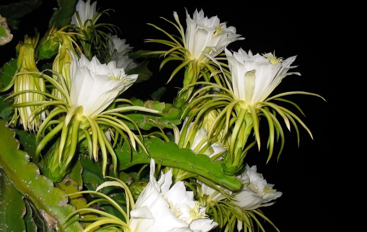 Las flores de la pitahaya son espectaculares y se abren por la noche.