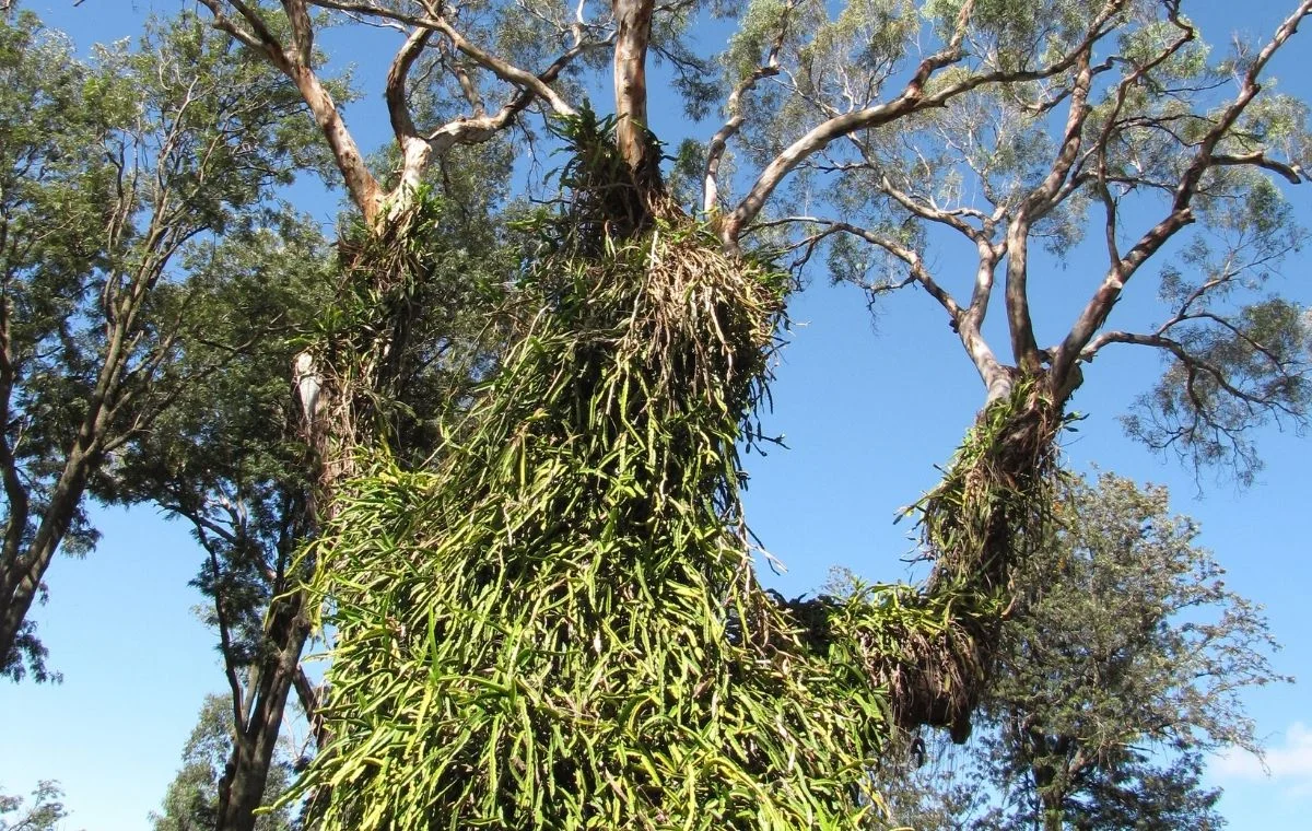 Pitahaya en el árbol