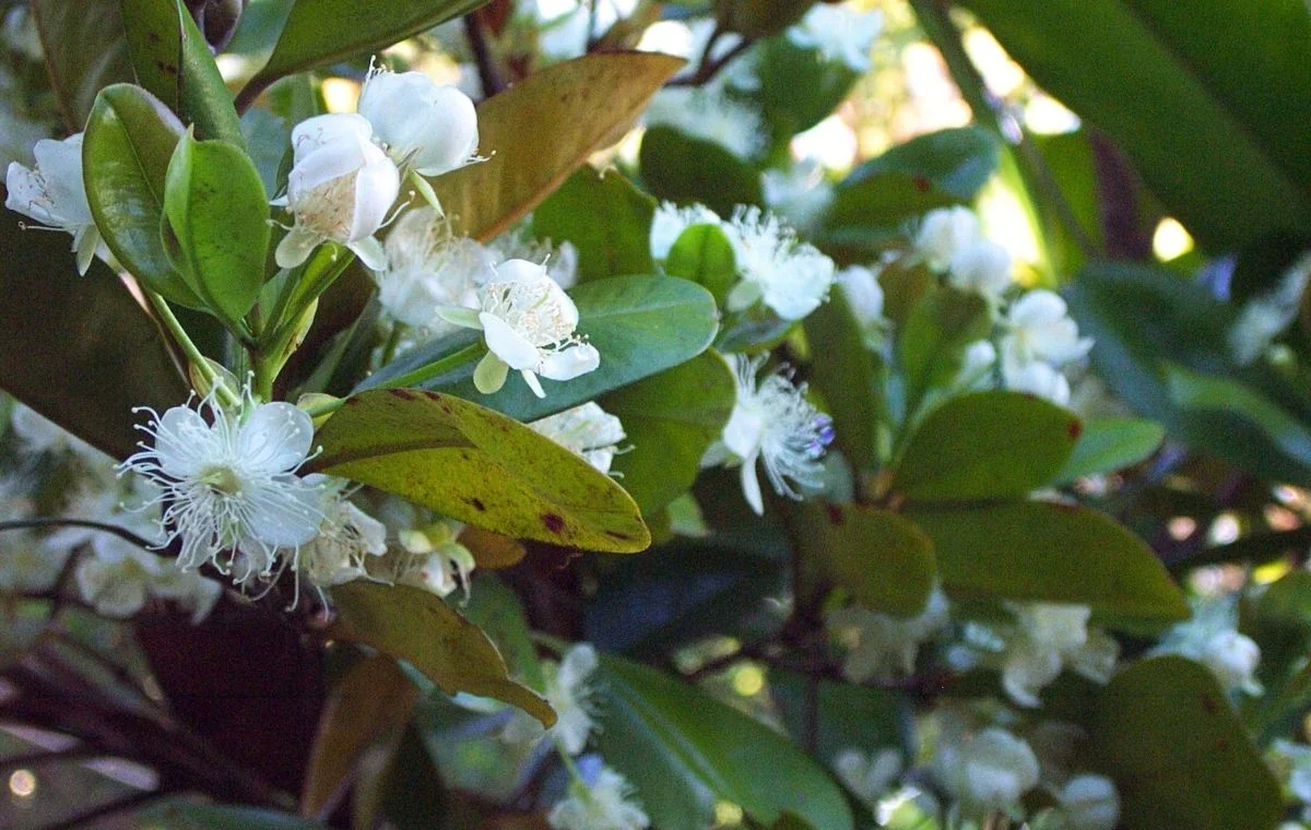 Grumichama - Eugenia brasiliensis