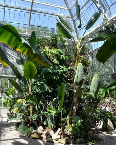 Plantas tropicales como heliconias y bananeros no se adaptan al invierno europeo y necesitan protección. Jardín Botánico Jevremovac, de Belgrado. 
