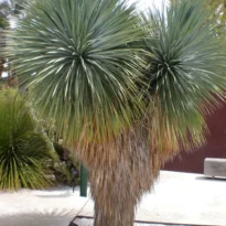 Soyate - Yucca rostrata