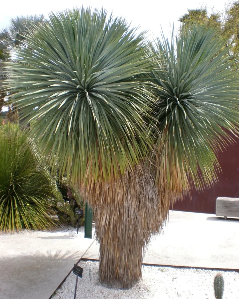 Soyate - Yucca rostrata
