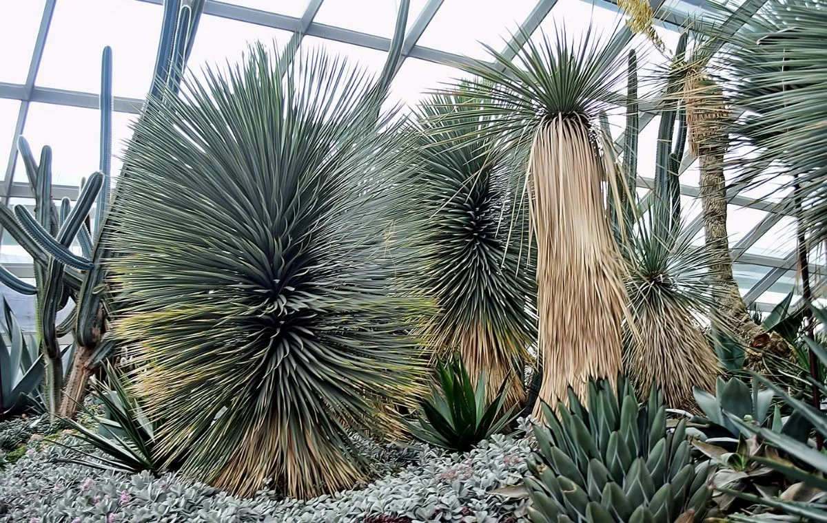 Yucca rostrata - Jardín botánico