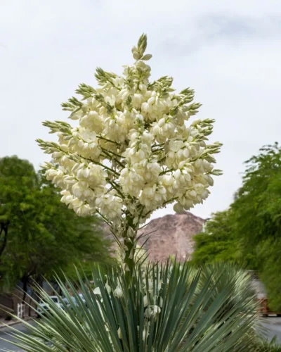 Inflorescencia de la Yucca rostrata