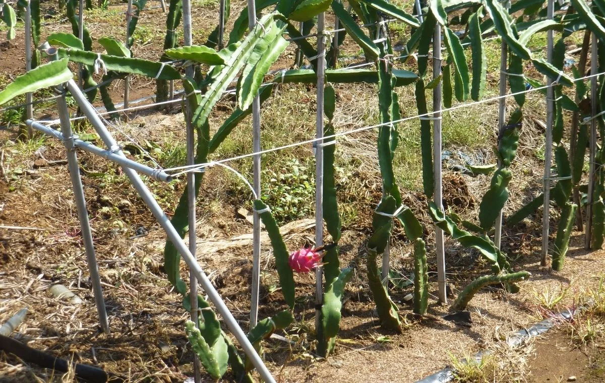 Crecimiento de la pitahaya en espaldera