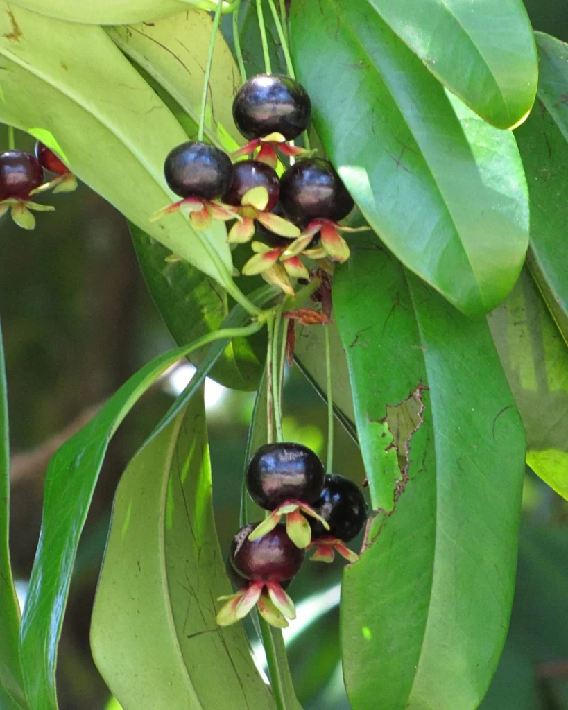 Grumichama - Eugenia brasiliensis