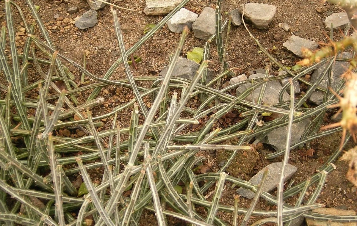 Kleinia stapeliiformis minor