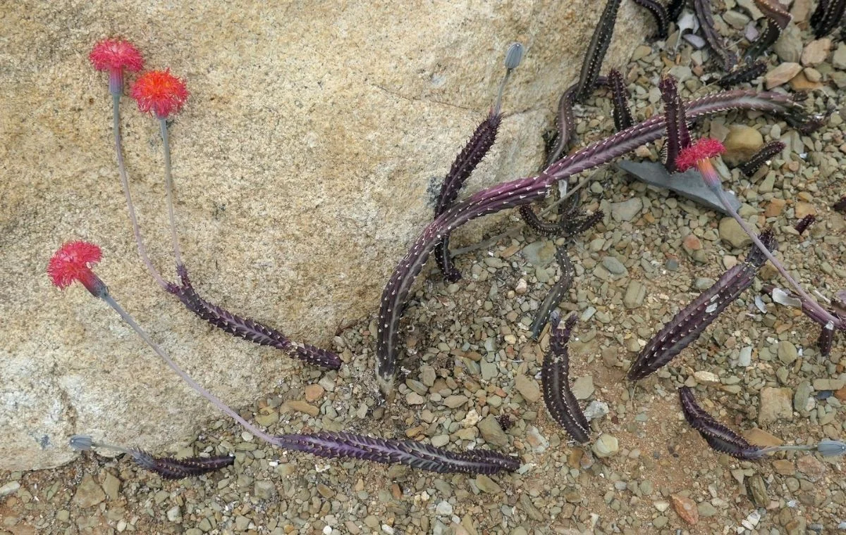 Kleinia stapeliiformis estressada