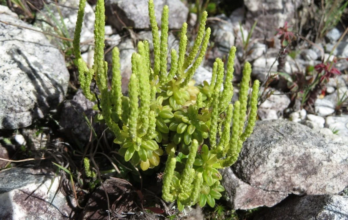 Peperomia nivalis compacta