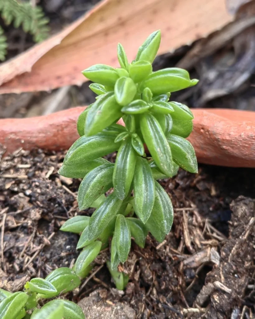 Peperomia nivalis