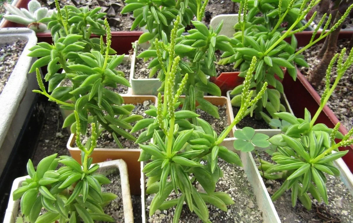 Peperomia nivalis en flor