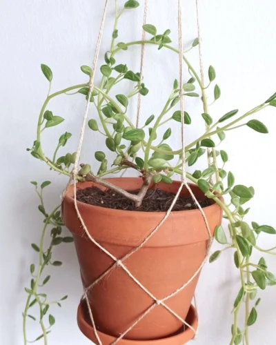 Peperomia nivalis lepadiphylla