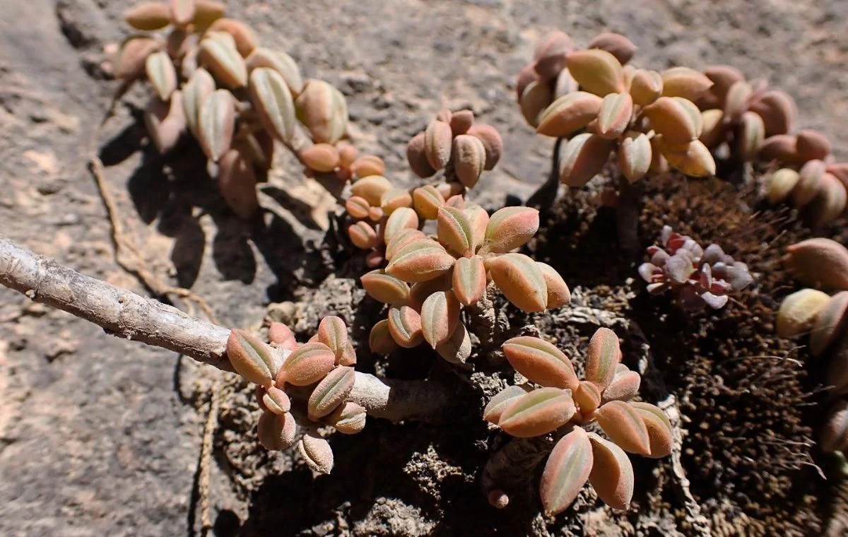 Peperomia nivalis estresada