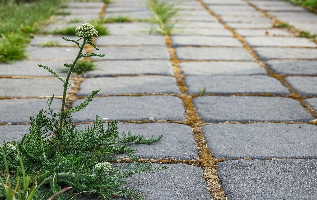 Los productos a base de glifosato son interesantes para zonas de caminos.