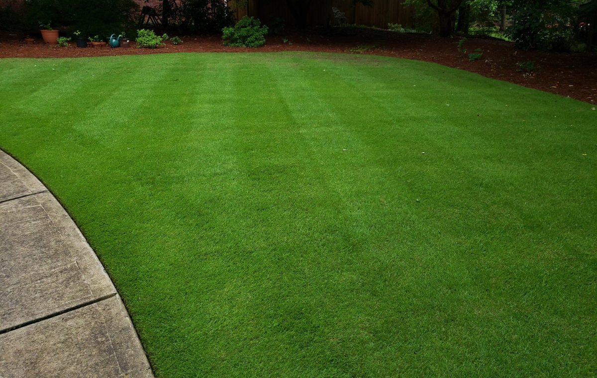 Zeon Zoysia Zoysia matrella ¡Planterista!