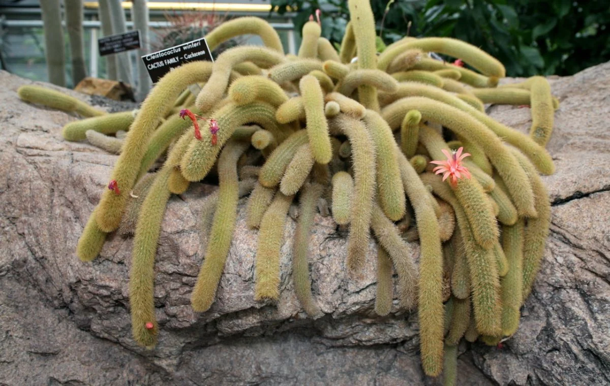 Corte De Cactus Hildewintera Colademononis 'Cola De Mono' 10-20 Cm   Suculento Dorado, Hecho En Australia