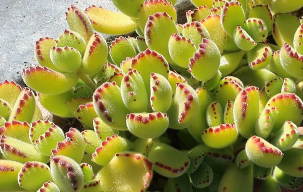 Cotyledon tomentosa