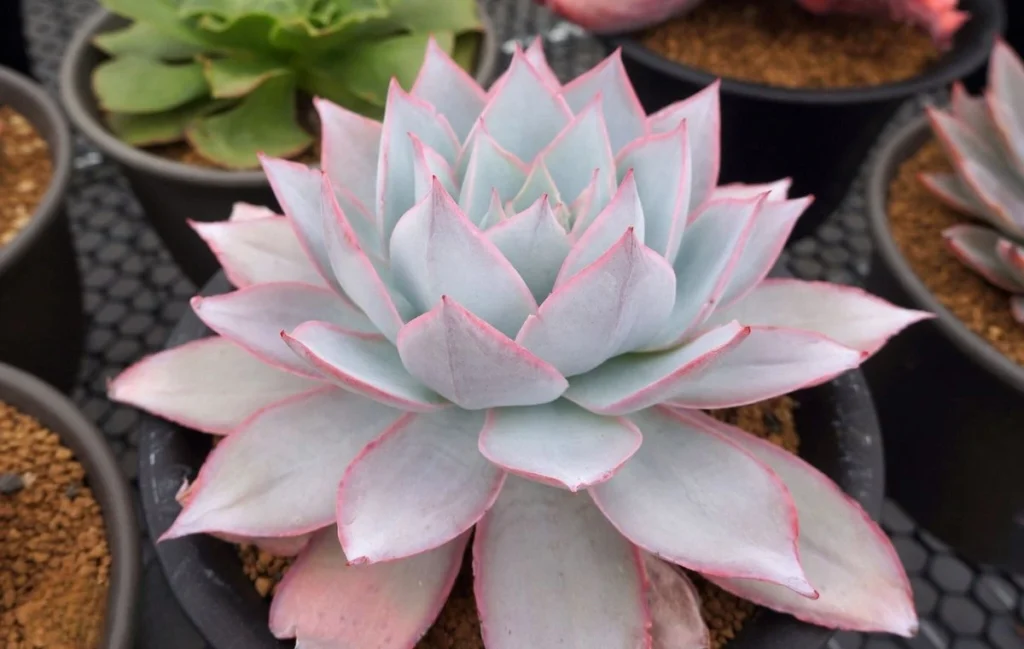 Echeveria cante hojas