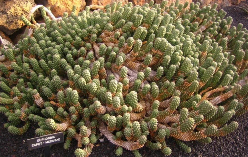 Euphorbia caput-medusae - Cabeza de Medusa